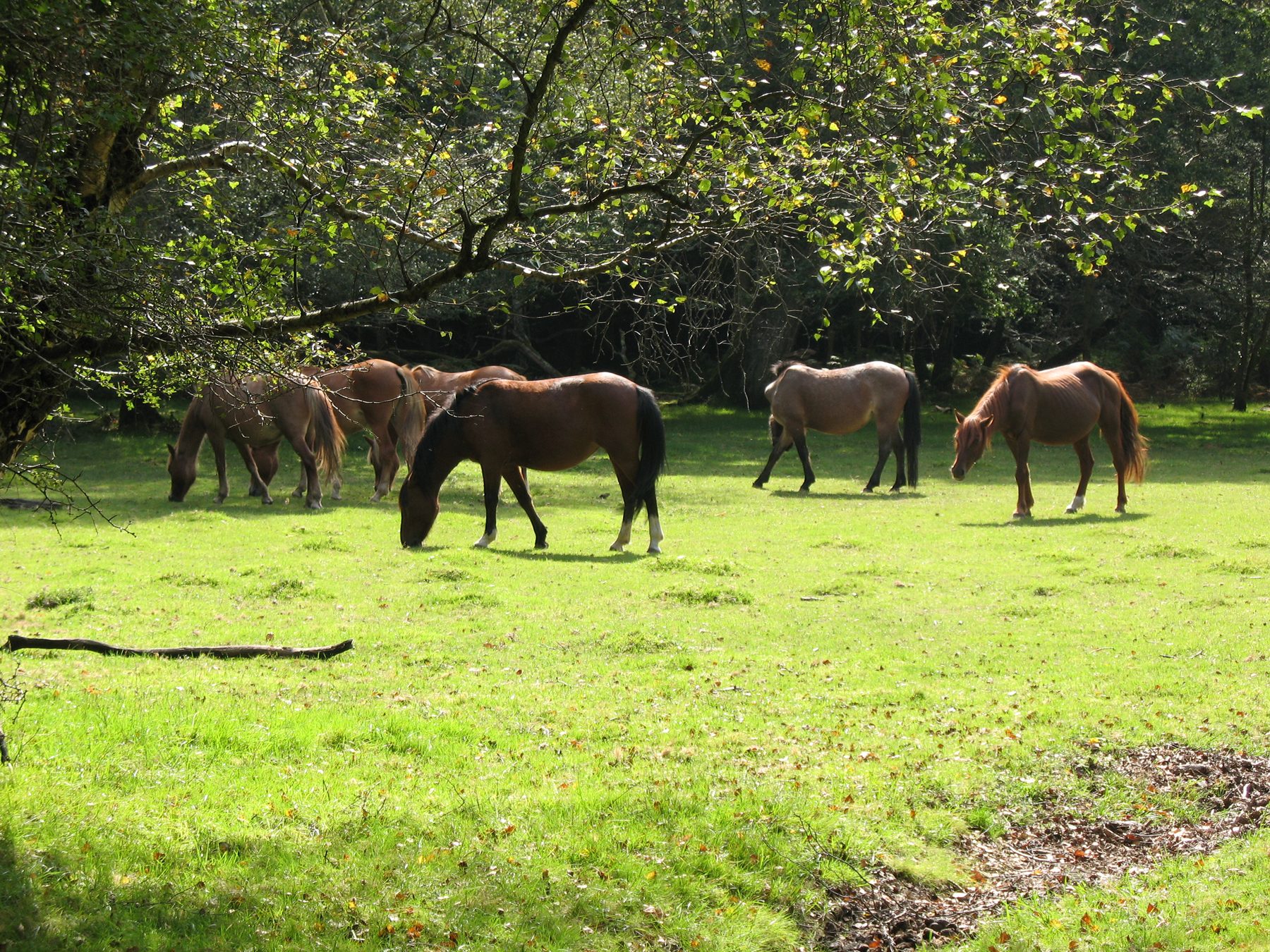 Free-roaming New Forest ponies grazing on open heathland near Romsey