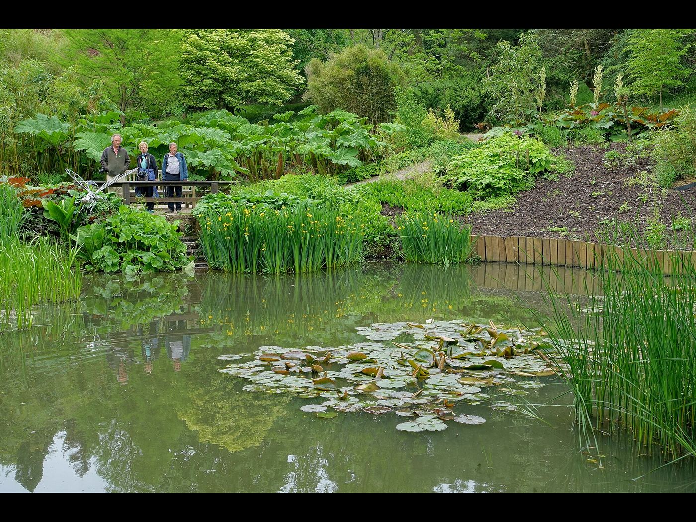 A tranquil lakeside garden with lily pads and lush planting at the Sir Harold Hillier Gardens near Romsey