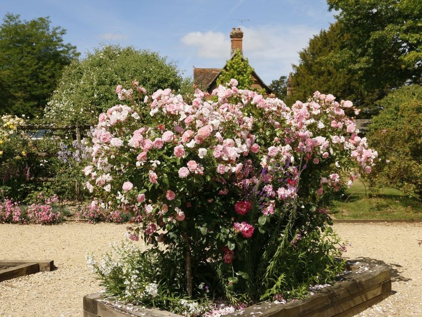 A blooming pink rose garden with the historic abbey house behind at Mottisfont